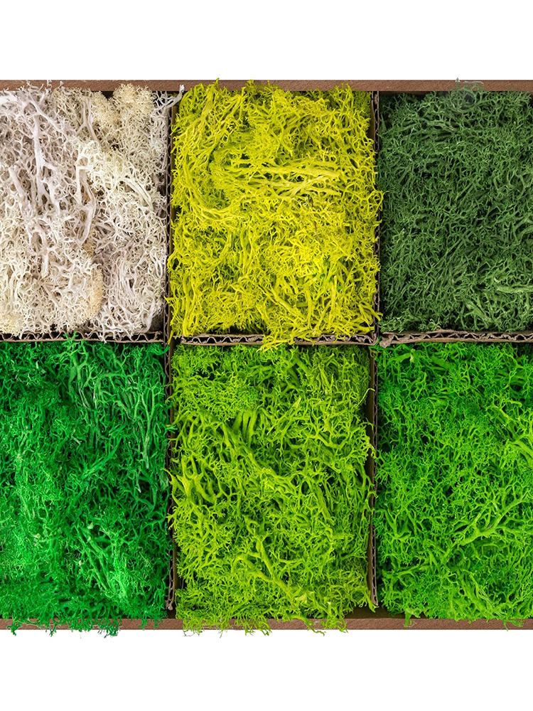 Eternal Life Moss Artificial G - Sphagnum Moss Dry ulasan dan harga