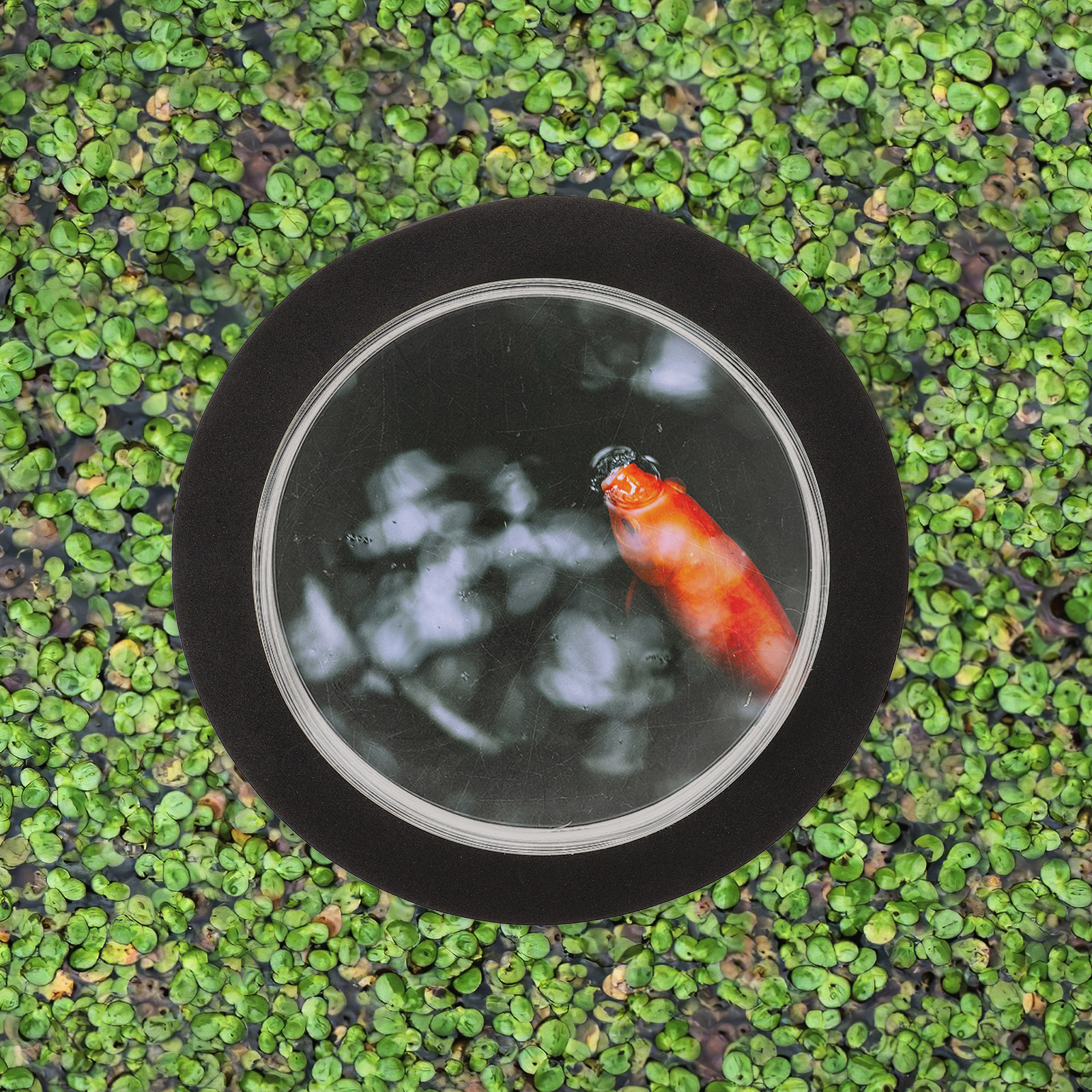 Outdoor Decor Fish Dome Pond A - Plastic Dome Clear ulasan dan harga