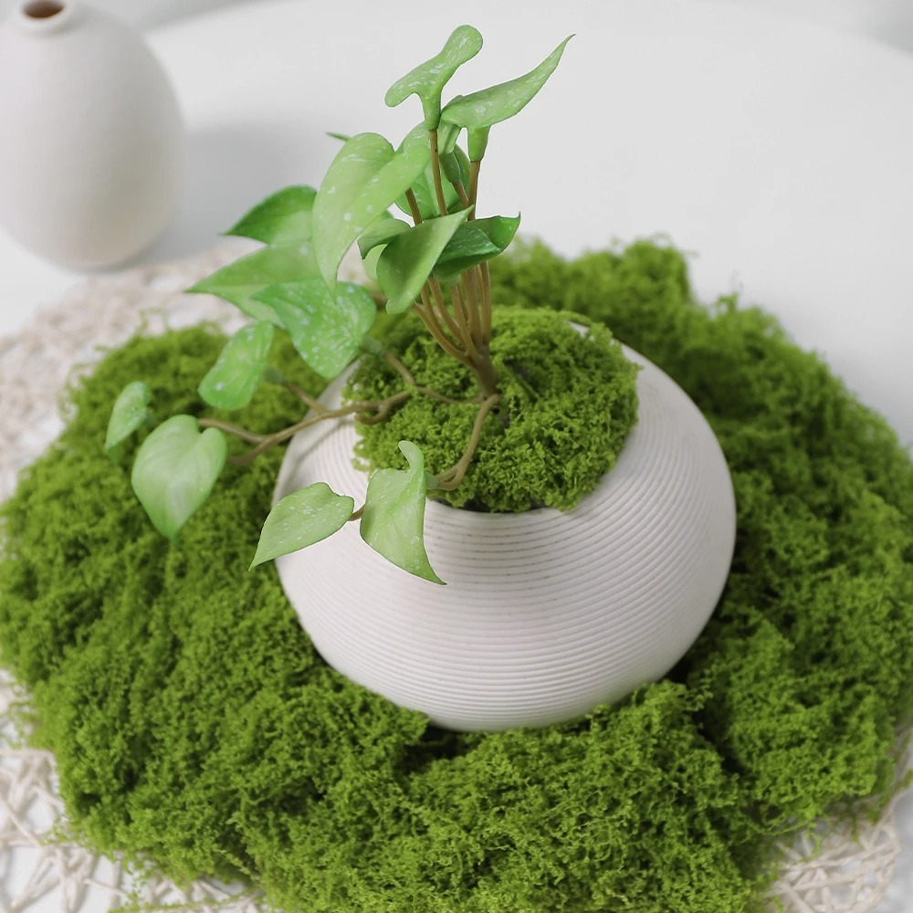 30/50/100g Artificial Green Pl - Sphagnum Moss Dry ulasan dan harga