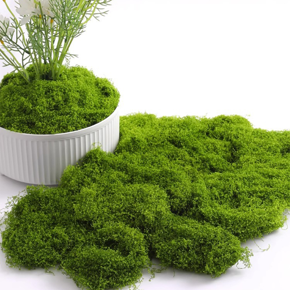 100/200/500g Eternal Life Moss - Sphagnum Moss Dry ulasan dan harga