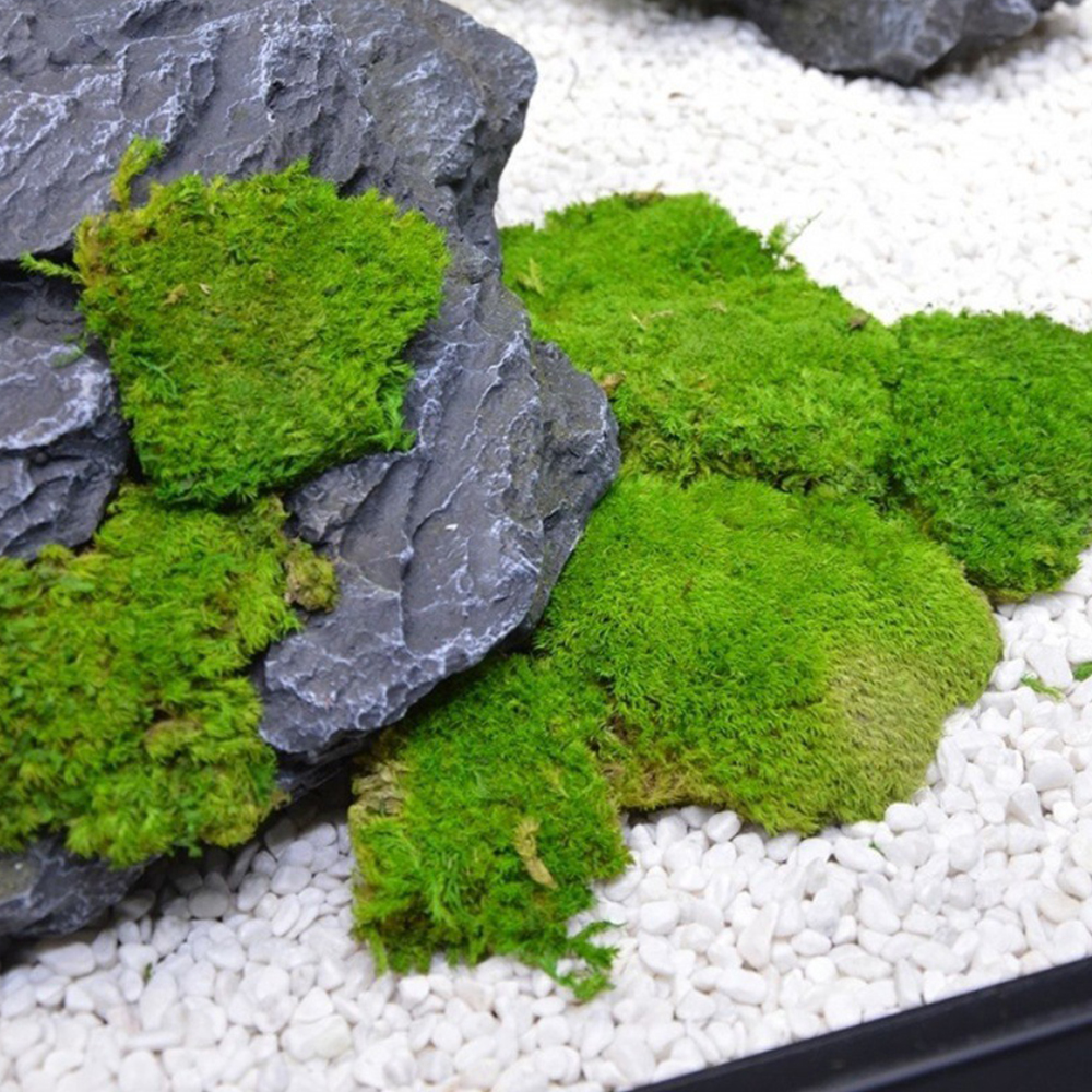 20/80g Eternal Life Moss Grass - Sphagnum Moss Dry ulasan dan harga