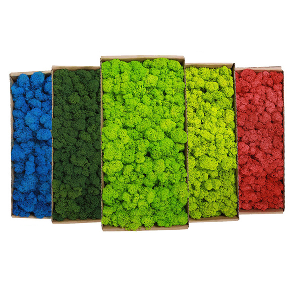 20/80g Eternal Life Moss Grass - Sphagnum Moss Dry ulasan dan harga