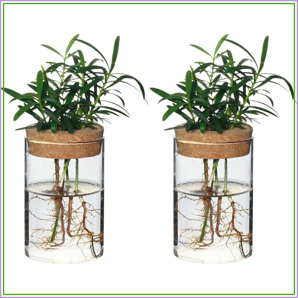Desktop Glass Flower Vases - I - Propagation Station Vase ulasan dan harga