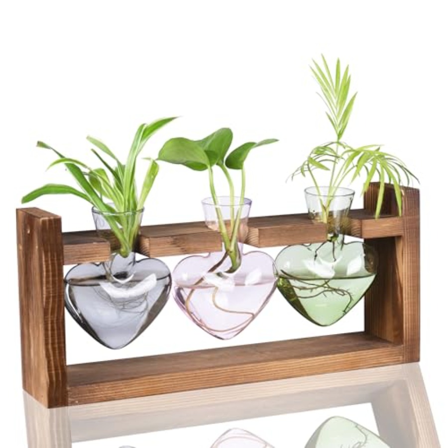 3-Heart Plant Terrarium Kit -  - Propagation Station Vase ulasan dan harga