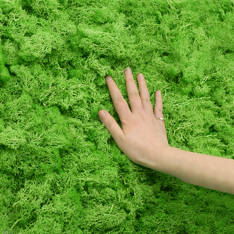 20G Natural Moss Artificial Pl - Sphagnum Moss Dry ulasan dan harga