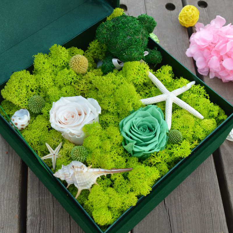 20G Natural Moss Artificial Pl - Sphagnum Moss Dry ulasan dan harga